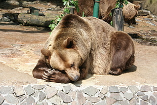 brown grizzly bear, Bear, Brown bear, Lying HD wallpaper