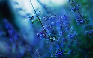 lavender flowers, flowers, nature, depth of field, sunlight HD wallpaper