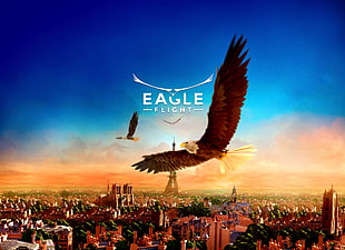 Eagle Flight digital wallpaper
