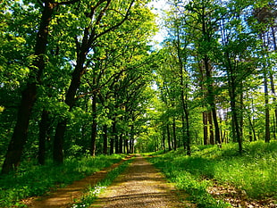green leaf trees, park, nature, Serbia