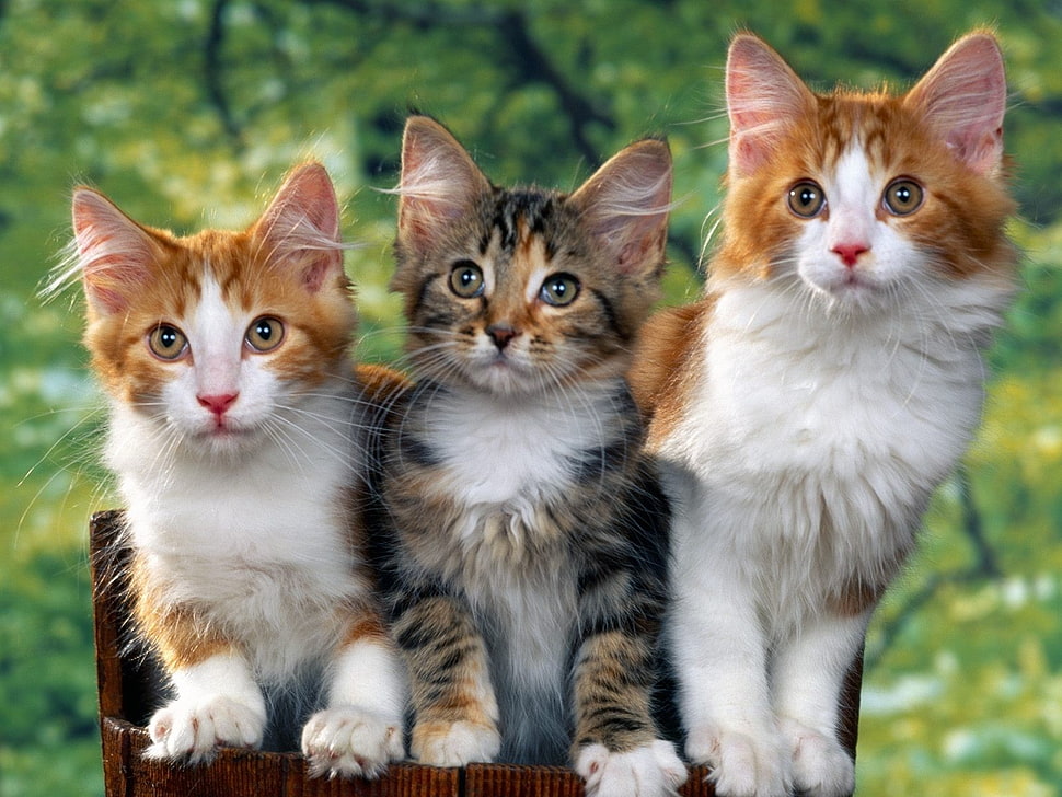 three orange and black tabby cats HD wallpaper