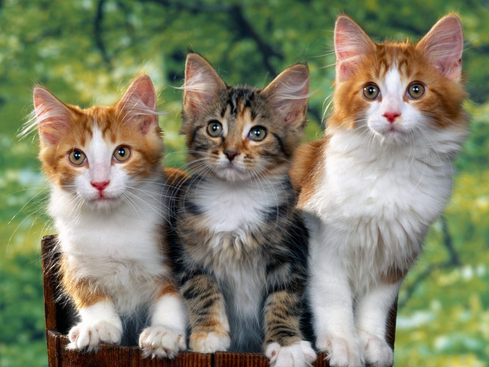 three orange and black tabby cats