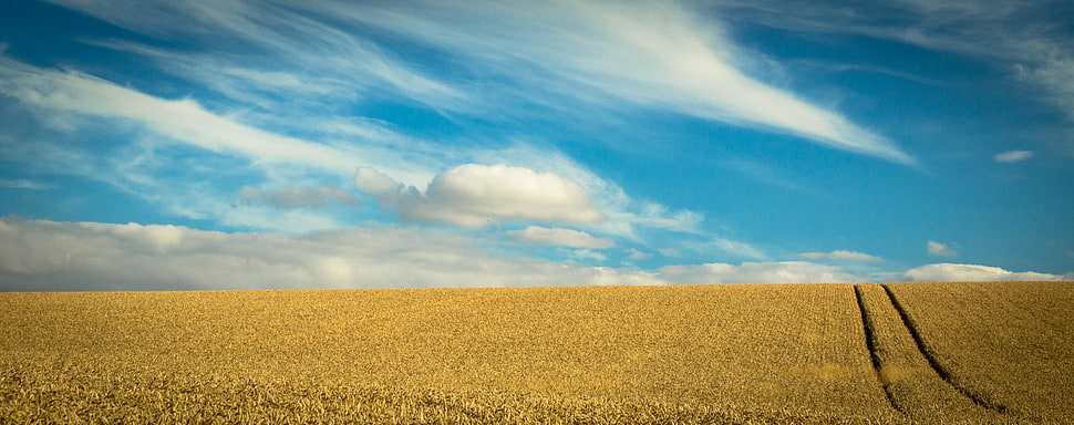 green grass field below blue sky and white clouds HD wallpaper