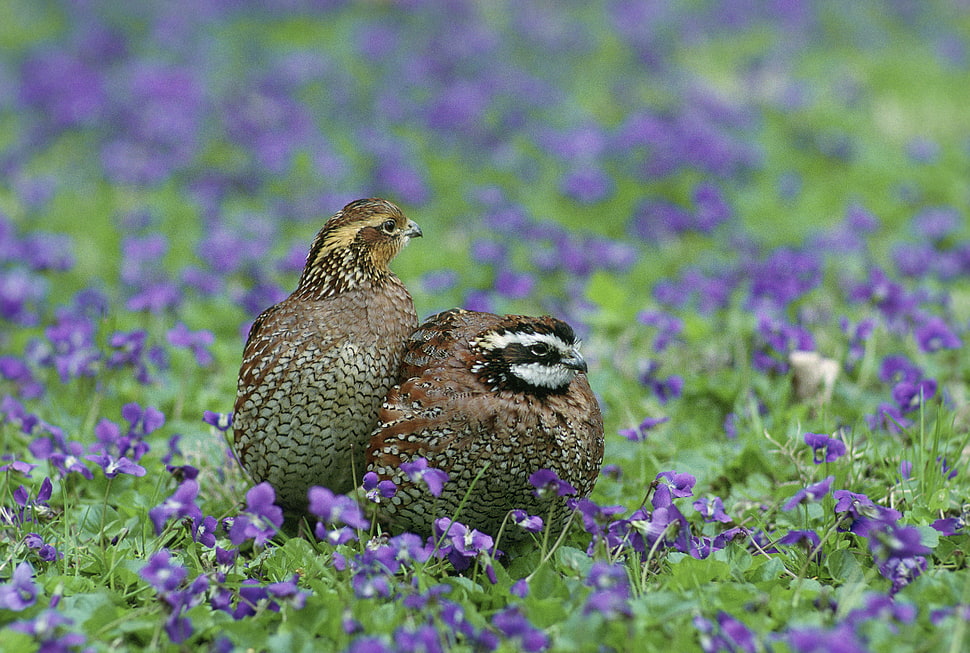 two gray birds on purple lavender flowers field HD wallpaper