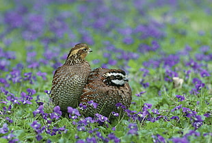 two gray birds on purple lavender flowers field