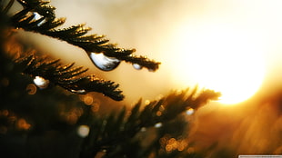 selective focus photo of green tree, closeup, water drops