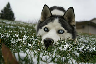 adult white and black Siberian husky, Siberian Husky , blue eyes, snow, animals