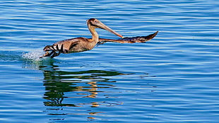 brown pelican bird playing above body of water during daytime