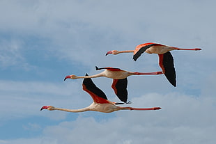 three pink-and-white flamingos, animals, flamingos, birds HD wallpaper
