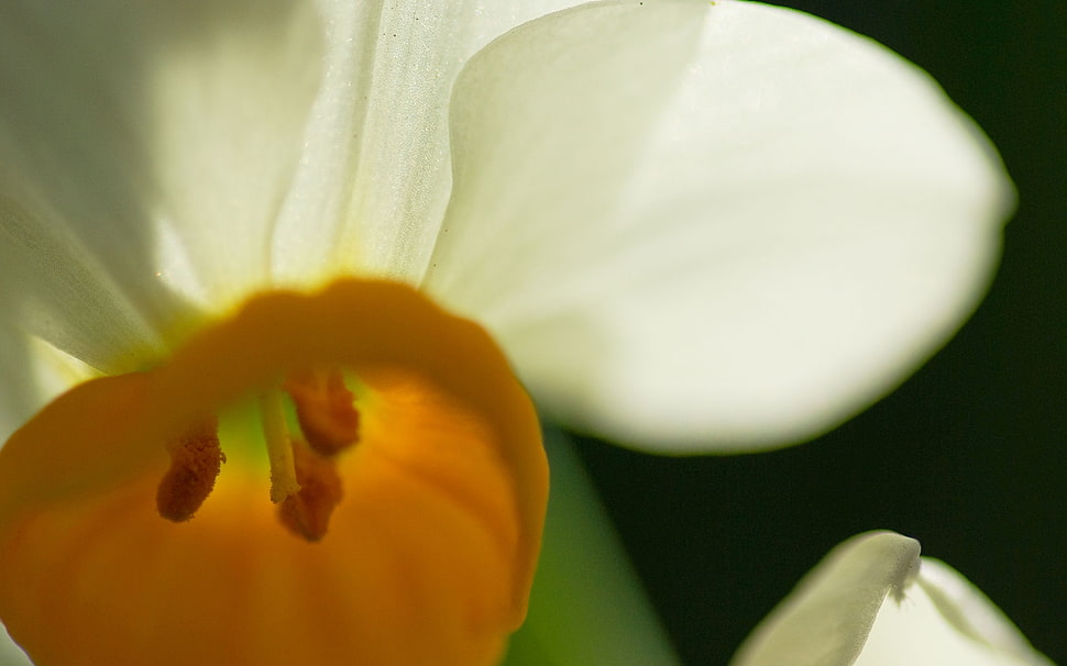 white petaled flower HD wallpaper