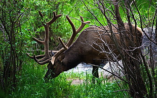brown moose in a forest eating during daytime