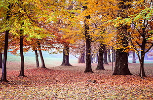 photo of yellow leaves falling from trees HD wallpaper