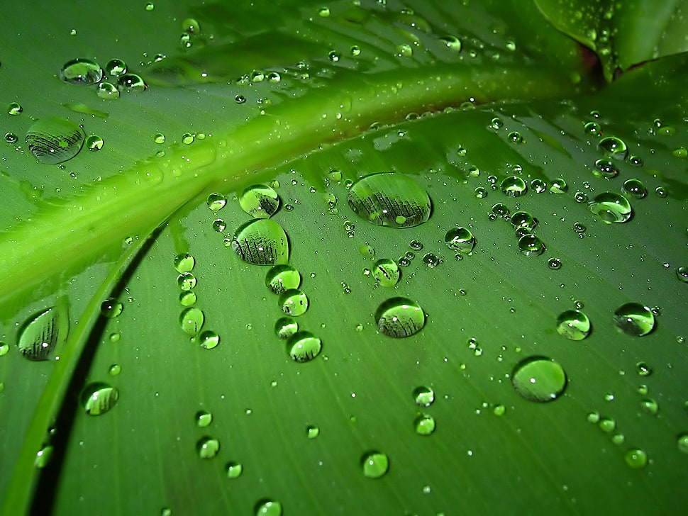water dew on leaf close up photo HD wallpaper