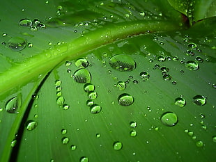 water dew on leaf close up photo