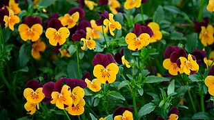 yellow-and-maroon pansy flowers, nature, flowers, pansies