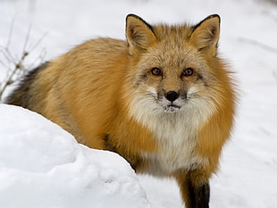 tan Fox on winter weather HD wallpaper