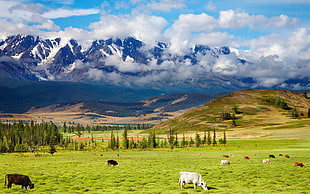 herd of cattle on grass field near mountain, landscape, grass, mountains, cow HD wallpaper