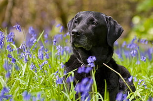 photo of black Labrador Retriever