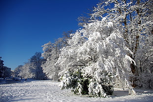 snow covered trees and field under blue clear sunny sky