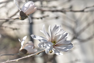 white magnolia flower, Magnolia, Tree, Flowers