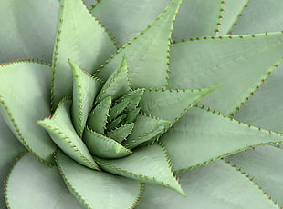green succulent flower