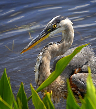long-neck and long-beak bird near body of water and green leaf plant, great blue heron, woodruff