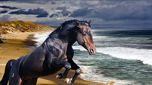 black horse beside seashore during daytime