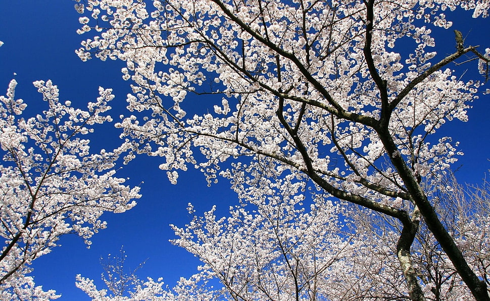 white leafed tree HD wallpaper
