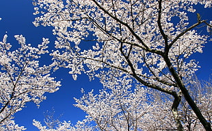white leafed tree HD wallpaper