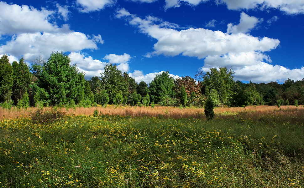 withered grass surrounded by green plants and trees photo HD wallpaper