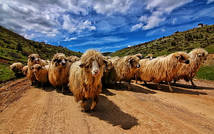 brown lambs, sky, road, dirt road, animals HD wallpaper