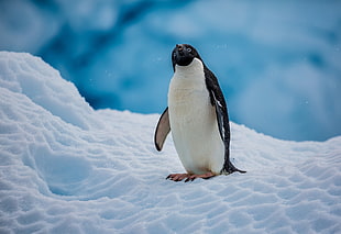 black and white penguin, penguins, nature, ice, snow