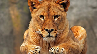 brown lioness, lion, animals, big cats