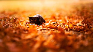 depth of field photography of black cat on dried leaf