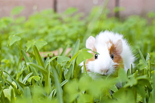 white and brown guinea pig on grass