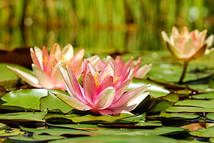 pink-and-white lotus flowers HD wallpaper