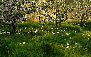 white dandelions fields