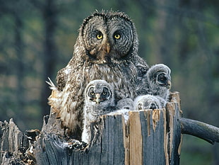selective focus photo of owl and chicks