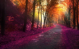 photo of road with purple leaves beside road