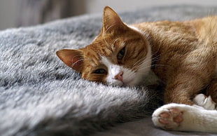 orange tabby cat lying on gray fur bedspread