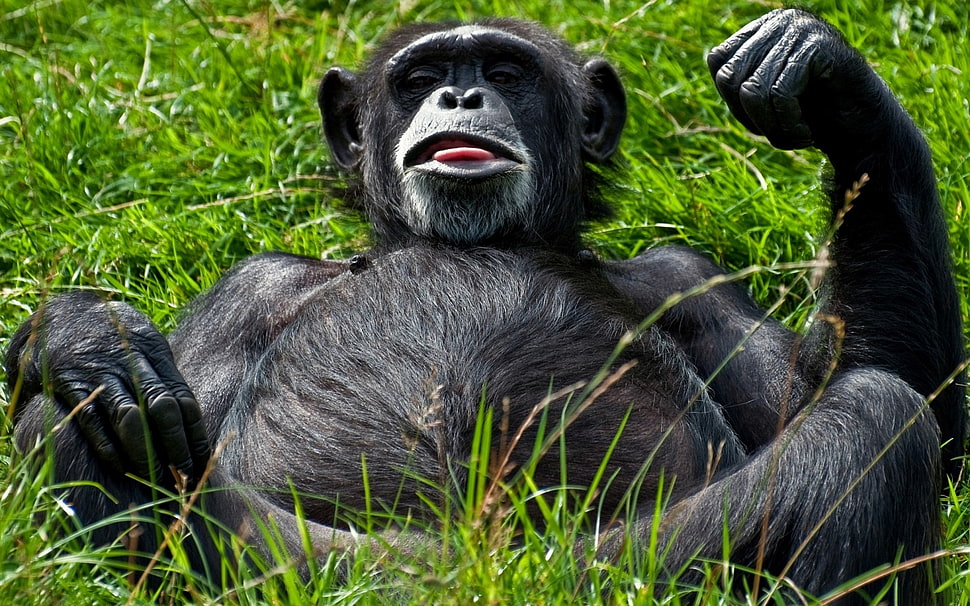 black primate on green grass HD wallpaper