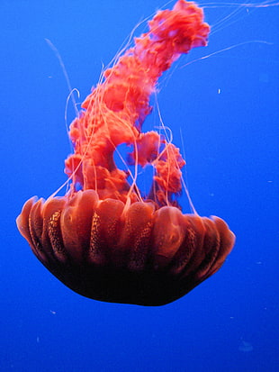 red jellyfish, monterey, california, usa