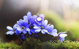purple and white flower decor, flowers, nature, grass, blue flowers HD wallpaper