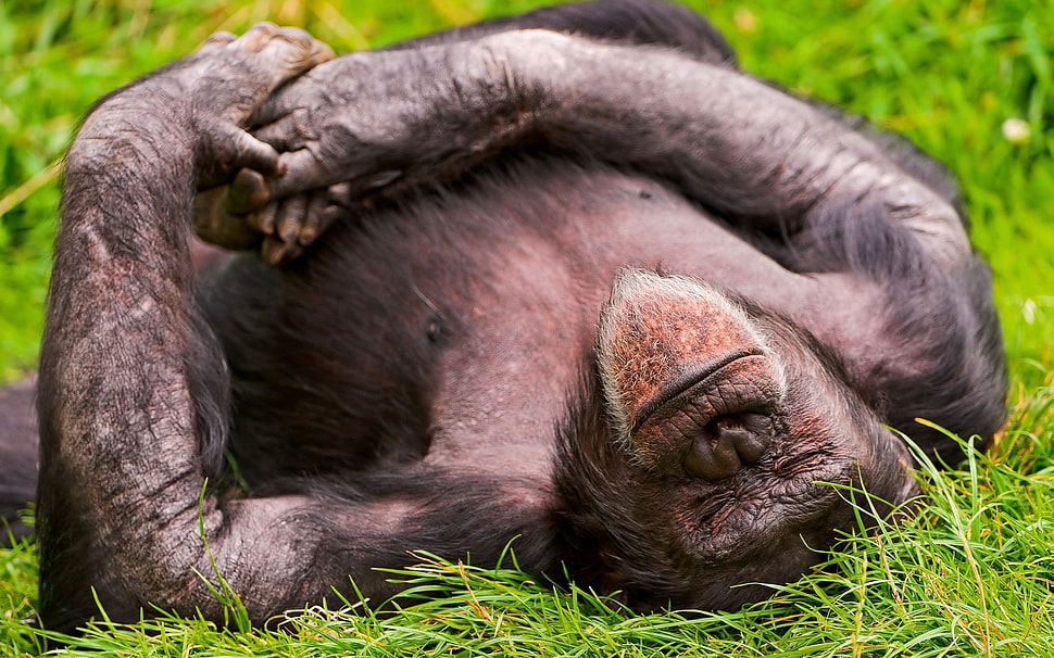 black Orangutan in green grasses HD wallpaper