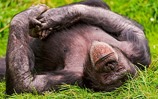 black Orangutan in green grasses