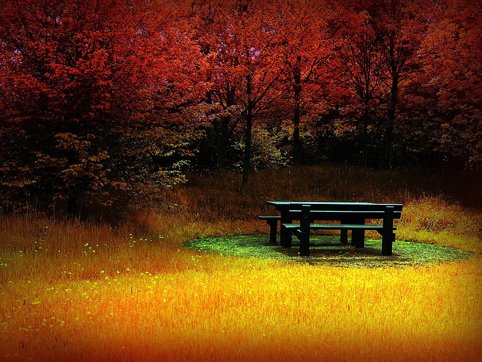 black wooden lunch table beside forest trees during daytime HD wallpaper