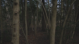 brown tree trunk, forest, trees