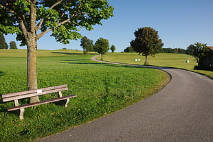 brown wooden bench against tree beside gray pathway