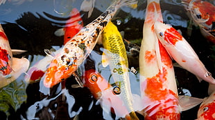 koi fish lot, koi, fish HD wallpaper