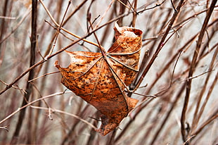 brown leaf, Leaf, Maple, Dry HD wallpaper